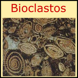 bioclastos