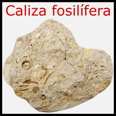 Caliza fosilífera