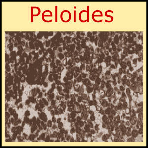 Peloides