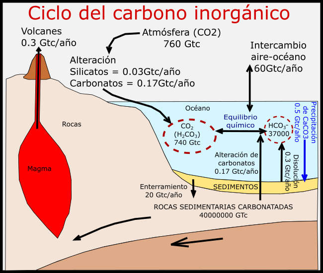 ciclo carbono inorgánico