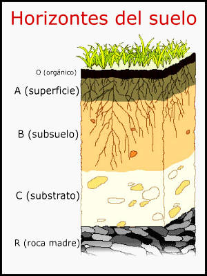 medio Duplicar Tener un picnic ▷ Origen y formación de los suelos, ¿Qué es el suelo?¿Cómo se forma?