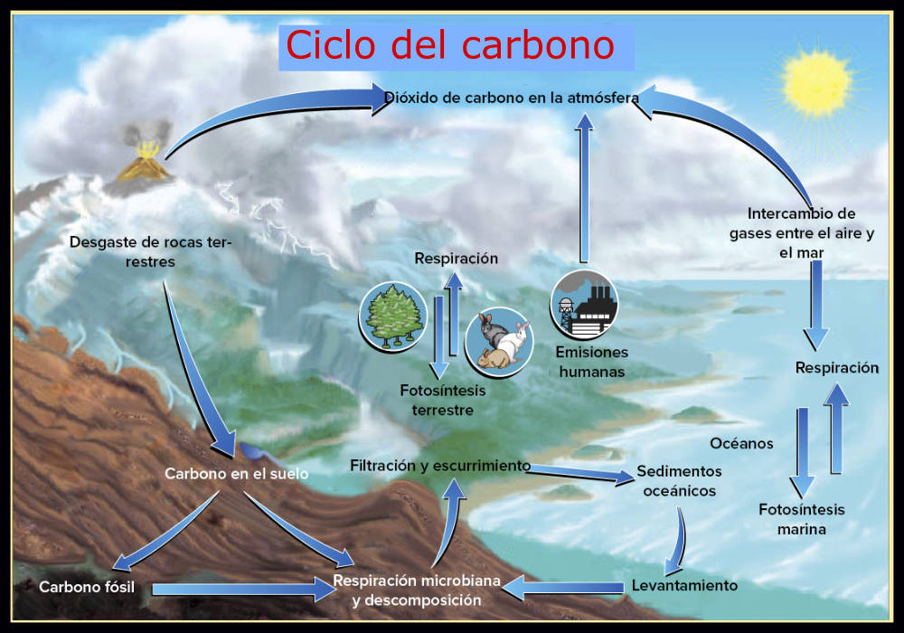 Esquema o imagen del ciclo del carbono