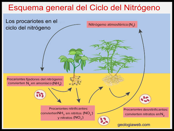 Esquema del ciclo del nitrógeno