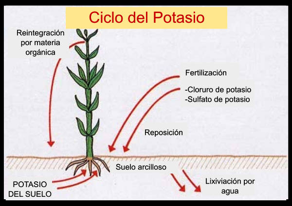 ciclo del potasio esquema