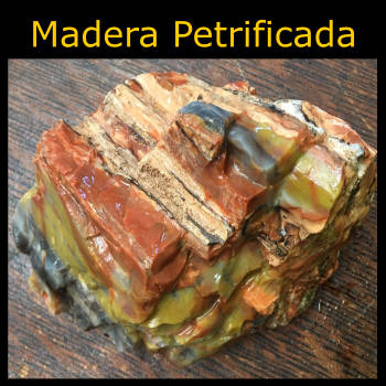 Madera petrificada: Significado, propiedades y usos